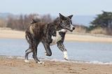 AKITA INU 186